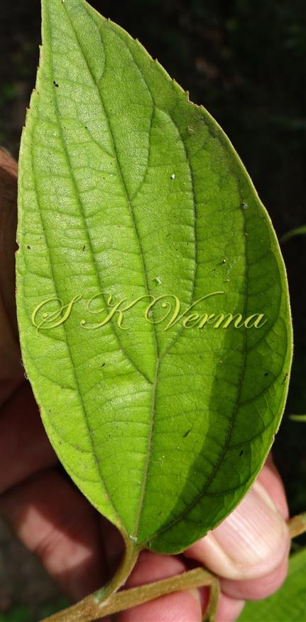  Leaf (Adaxial View)